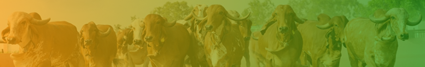 Join as a Gausevak